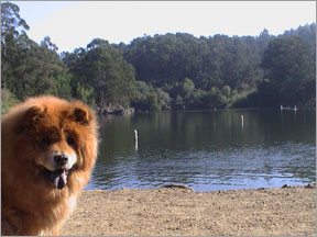 Lake Anza at Tilden Park